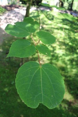Idesia polycarpa - idesie mnohoplodá - listy